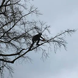 man in tree