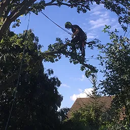Man standing next to tree cut down