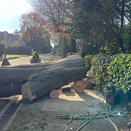 Man standing next to tree cut down
