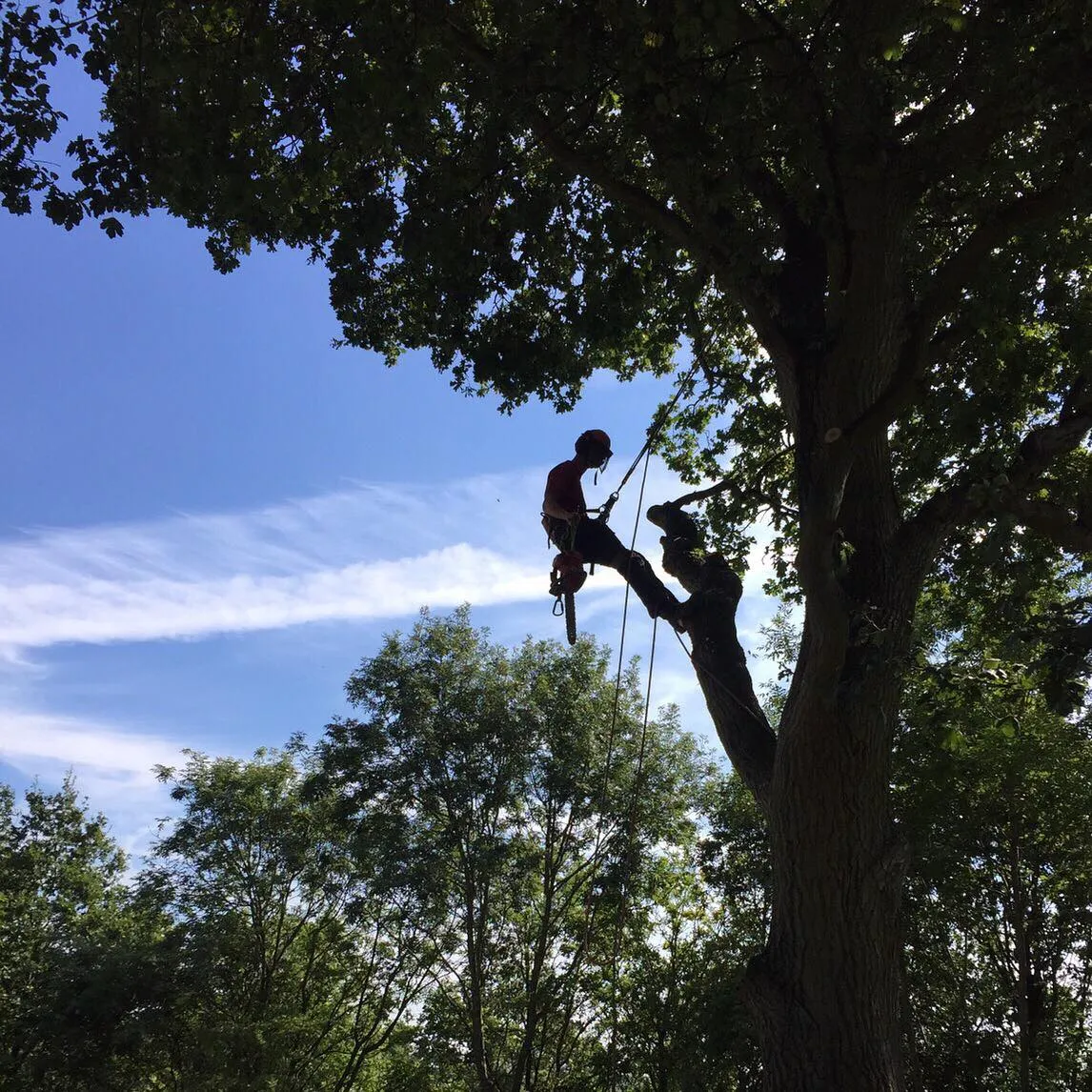 Man standing next to tree cut down