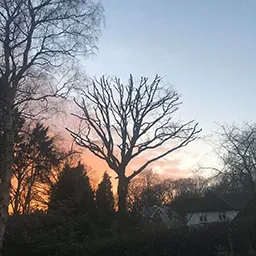 tree in sunrise